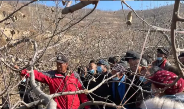 FUN88乐天使在静宁帮扶村开展冬季果园管理培训(图5)